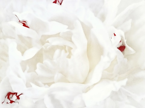 White Linen Peony I