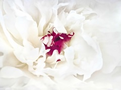 White Linen Peony II