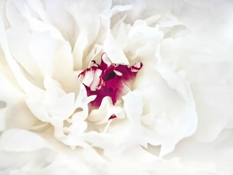 White Linen Peony II