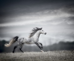 Wind Blown Mane II