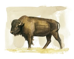 Bison Watercolor Sketch II