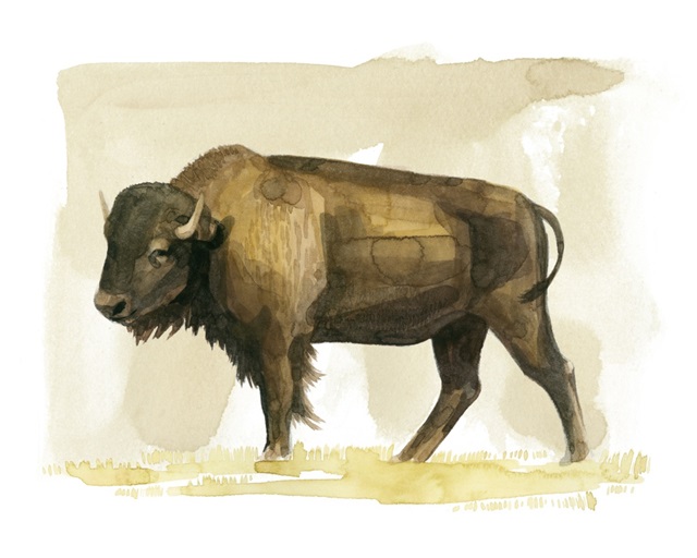 Bison Watercolor Sketch II