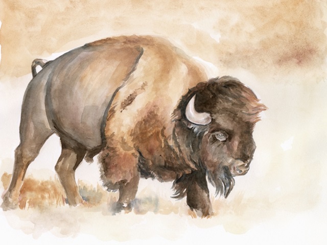 Buffalo Roam II