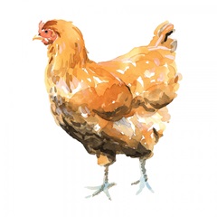 Wild Chicken II