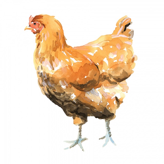 Wild Chicken II