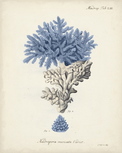 Antique Coral in Navy III