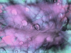 Celestial Dew Drops I