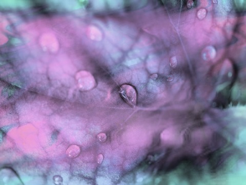 Celestial Dew Drops I