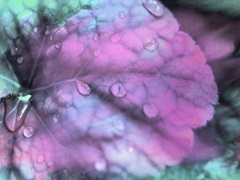 Celestial Dew Drops III