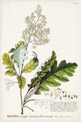 Alluring Botanical I