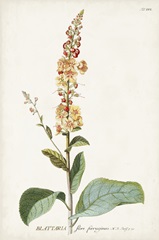 Alluring Botanical II