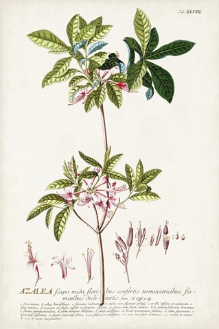 Alluring Botanical IV