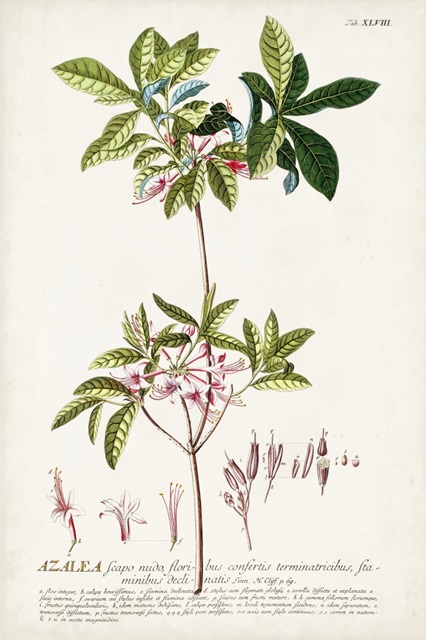 Alluring Botanical IV