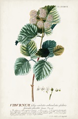 Alluring Botanical IX