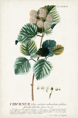 Alluring Botanical IX