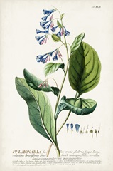 Alluring Botanical V