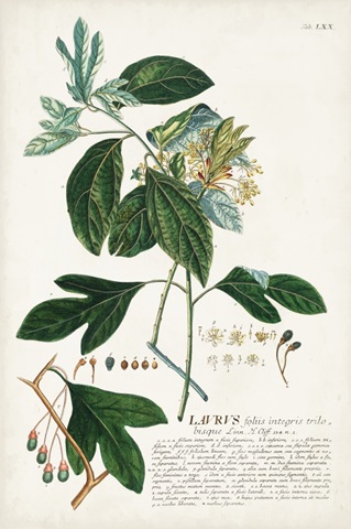 Alluring Botanical VI