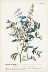 Alluring Botanical VII