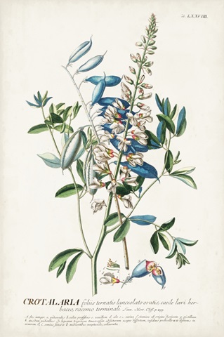 Alluring Botanical VII