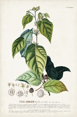 Alluring Botanical VIII