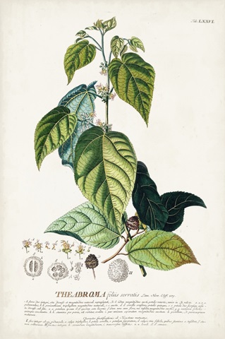 Alluring Botanical VIII