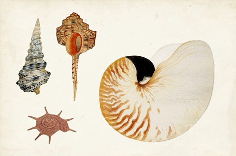 Antique Shell Anthology I