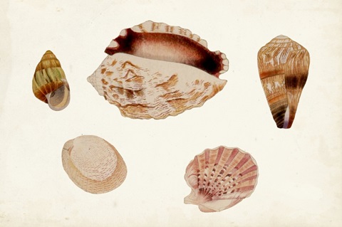 Antique Shell Anthology VI
