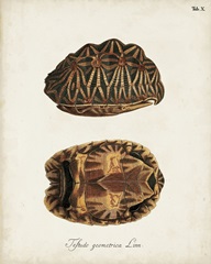 Antique Turtles and Shells I
