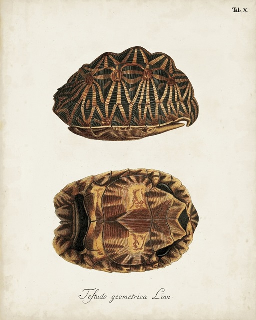 Antique Turtles and Shells I
