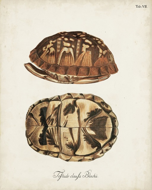 Antique Turtles and Shells III