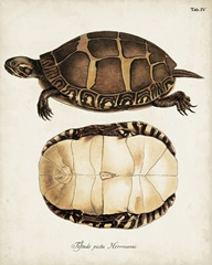 Antique Turtles and Shells IV