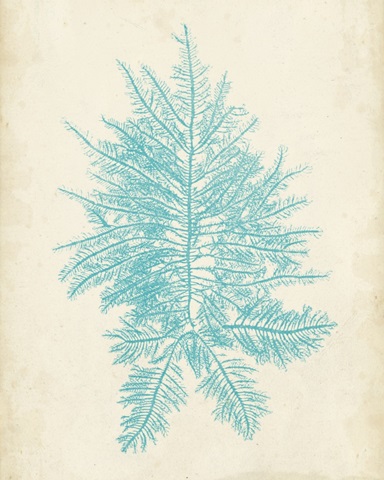 Aquamarine Seaweed III