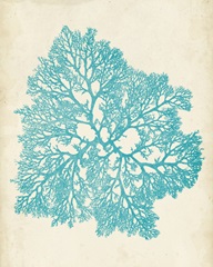 Aquamarine Seaweed V