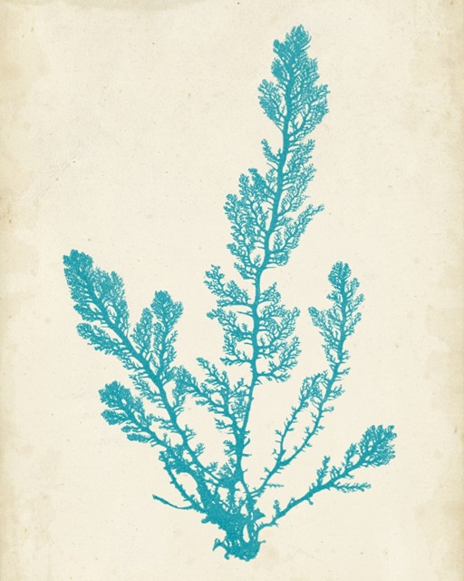 Aquamarine Seaweed VI