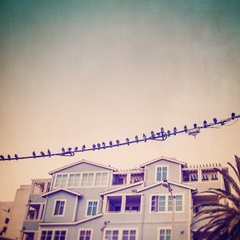 Birds on Wires I
