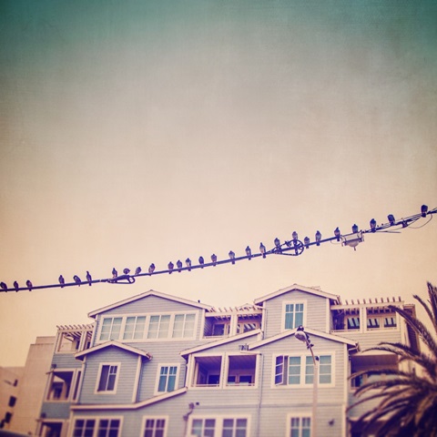Birds on Wires I