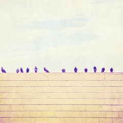 Birds on Wires III