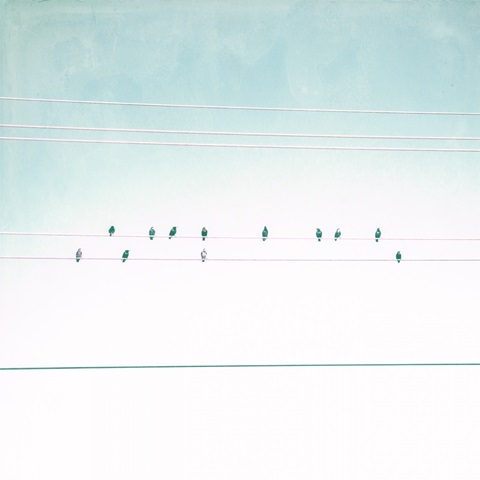 Birds on Wires IV