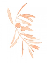 Blush Olive Branch I
