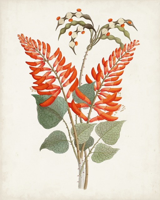 Botanical of the Tropics II
