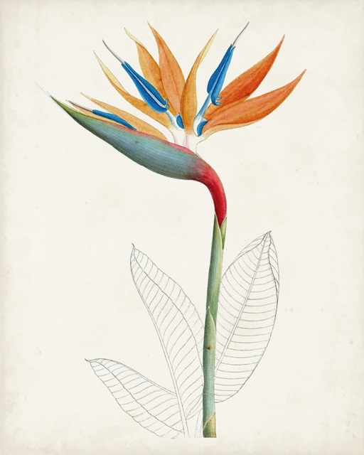 Botanical of the Tropics IV