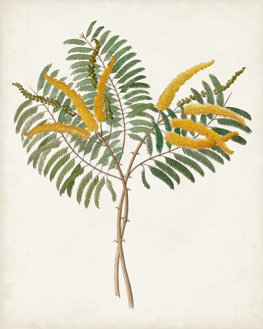 Botanical of the Tropics VIII