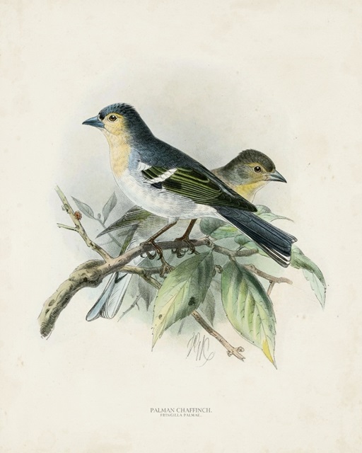 Antique Birds II