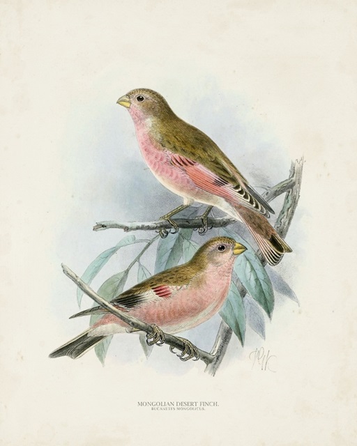 Antique Birds IV