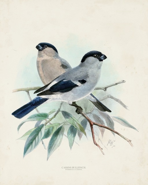 Antique Birds VIII