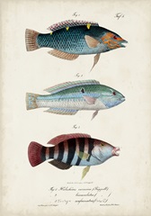 Antique Fish Trio III