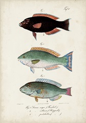 Antique Fish Trio IV