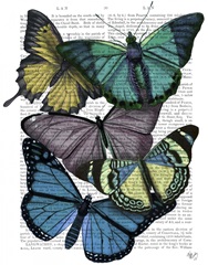 Big Bold Butterflies 4