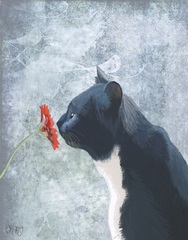 Black Cat Sniffing Flower