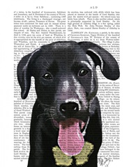 Black Labrador Plain